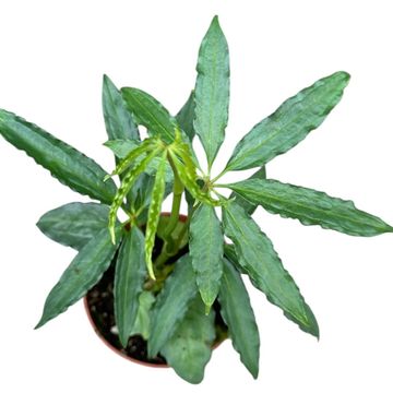 Anthurium polyschistum