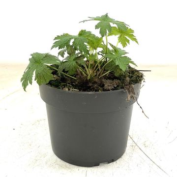 Geranium 'Red Admiral'