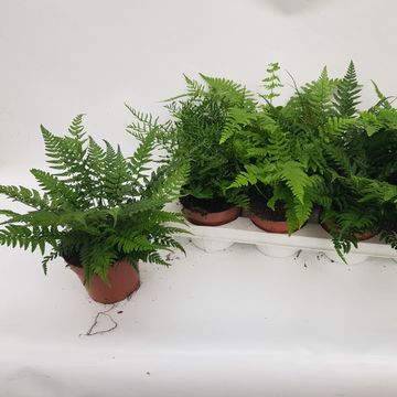 Ferns MIX