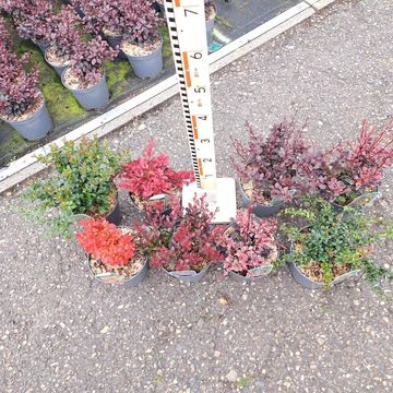 Berberis MIX