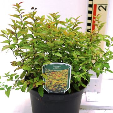 Спирея japonica 'Goldflame'