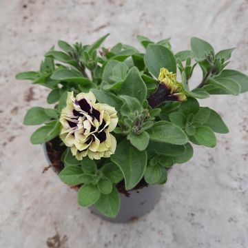 Petunia MYSTICAL MIDNIGHT GOLD