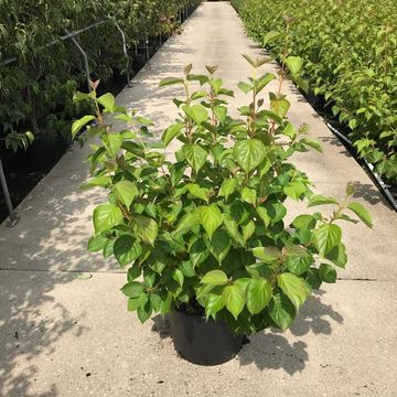 Cornus sanguinea 'Magic Flame'