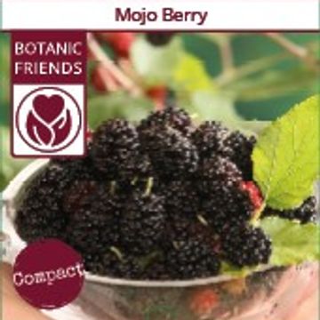 Morus rotundiloba MOJO BERRY