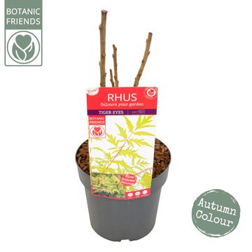 Rhus typhina TIGER EYES
