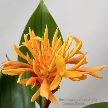 Burbidgea schizocheila