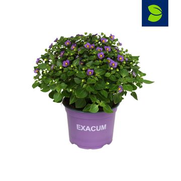 Exacum affine 'Blue Star'