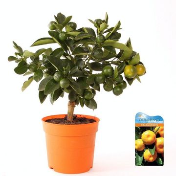 x Citrofortunella microcarpa