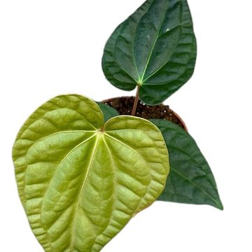 Anthurium regale x luxurians