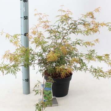 Acer palmatum 'Emerald Lace'