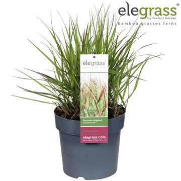 Panicum virgatum 'Cheyenne Sky'