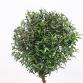 Myrtus communis