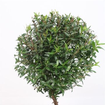 Myrtus communis