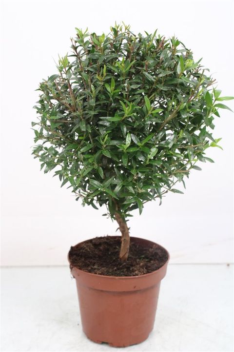 Myrtus communis