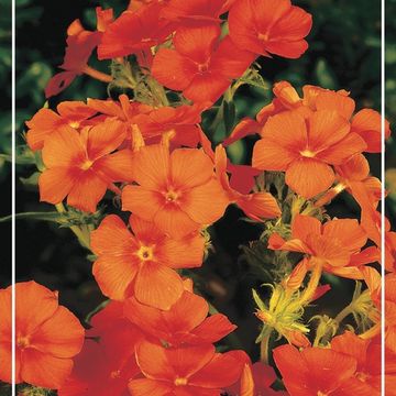 Phlox 'Orange Perfection'