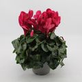 Cyclamen persicum SUPER SERIE S MAMMOTH PURPLE