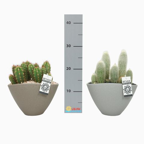 Arrangement Cactus