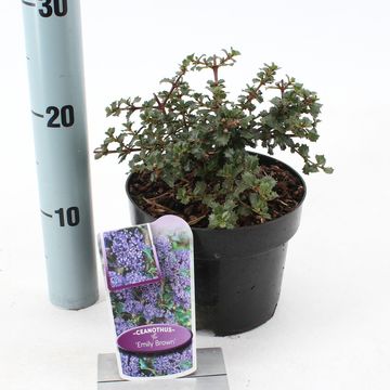 Ceanothus 'Emily Brown'