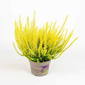 Calluna vulgaris PICASSO