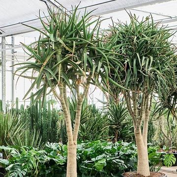 Aloe tongaensis 'Medusa'