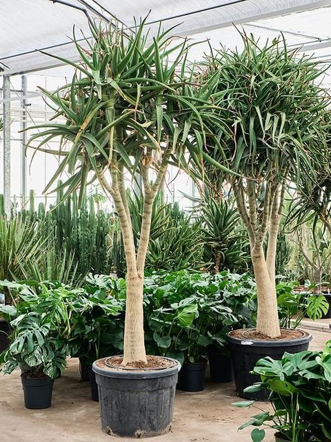 Aloe tongaensis 'Medusa'