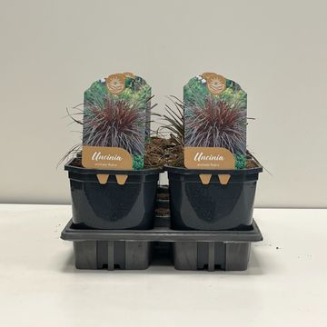 Uncinia uncinata 'Rubra'