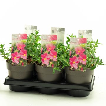 Cistus x pulverulentus