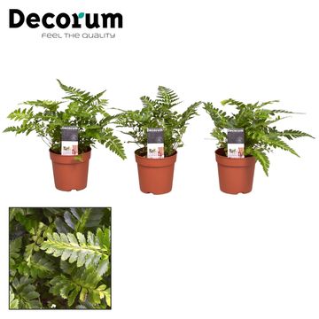 Rumohra adiantiformis