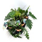 Houseplants MIX