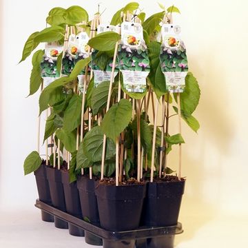 Actinidia kolomikta 'Annikki'