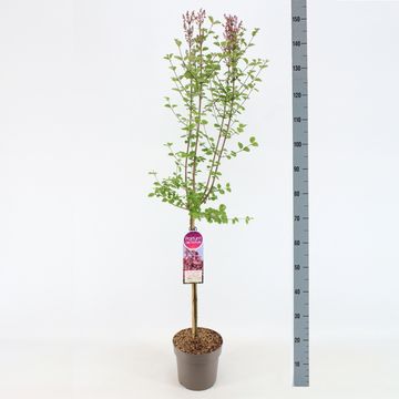 Syringa TINKERBELLE