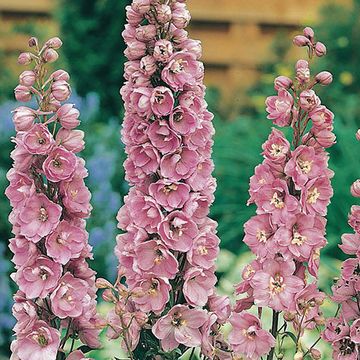 Delphinium 'Astolat'