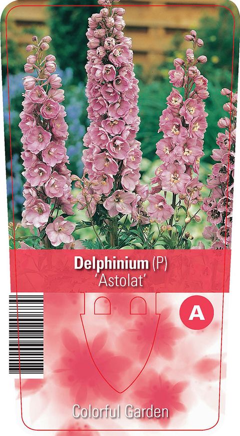 Delphinium 'Astolat'