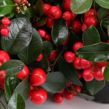 Гаултерия procumbens CIAO BELLA RED