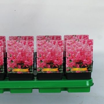 Astilbe 'Rheinland'