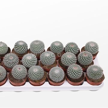 Mammillaria hahniana