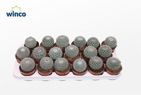 Mammillaria hahniana