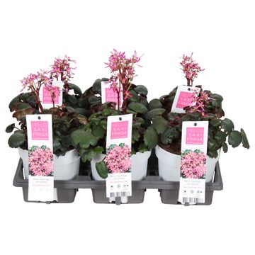 Saxifraga cortusifolia DANCING PIXIES TINI