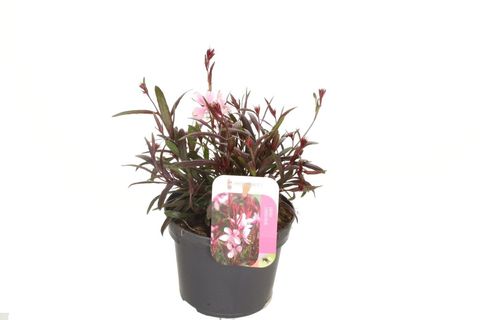 Gaura lindheimeri GAUDI ROSE