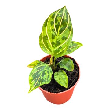 Aglaonema 'Red Amy'