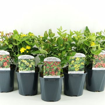 Hypericum MIX