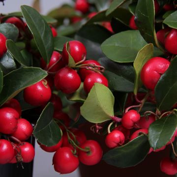 Гаултерия procumbens BIG BERRY