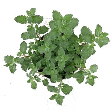 Nepeta 'Six Hills Giant'