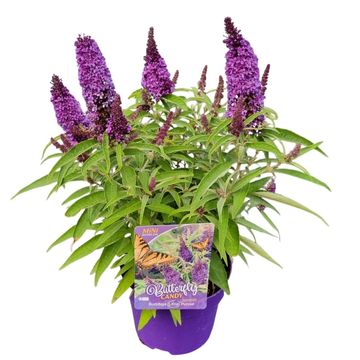 Buddleja davidii BUTTERFLY CANDY LITTLE PURPLE