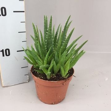 Aloe mitriformis