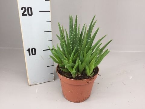 Aloe mitriformis