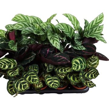 Calathea MIX