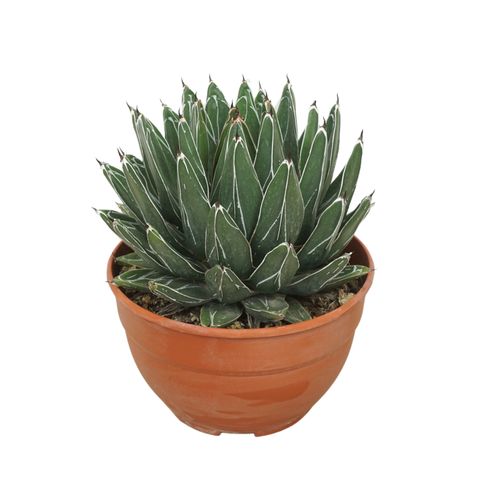 Agave victoriae-reginae