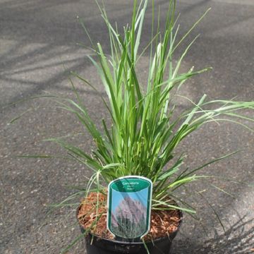 Cortaderia selloana 'Rosea'
