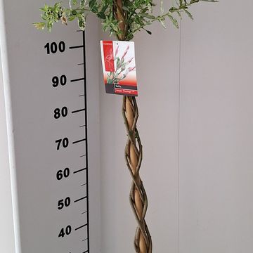 Salix integra 'Flamingo'